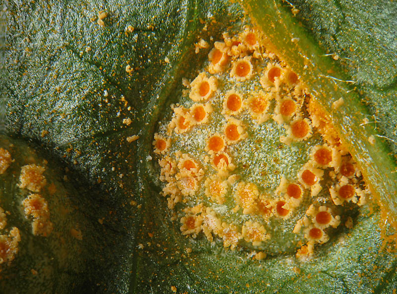 Puccinia 2 su Clematis vitalba